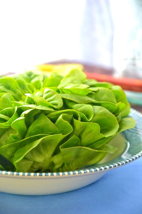 A beautiful green head of lettuce